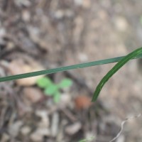 Andrographis alata (Vahl) Nees